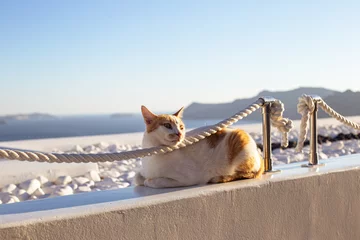 Foto op Canvas Cats in Santorini Greece © Manahouse