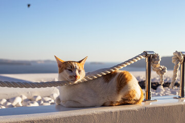 Cats in Santorini Greece