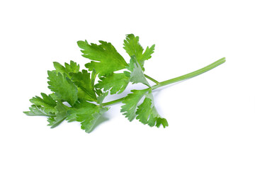 Coriander leaf on white
