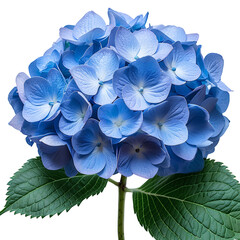 Blue Hydrangea flower PNG. Hydrangea flower isolated. Hydrangea top view PNG. Blue flower flat lay PNG