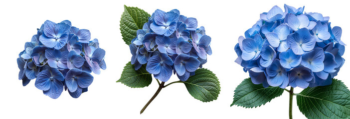 Blue Hydrangea flower PNG. Hydrangea flower isolated. Hydrangea top view PNG. Blue flower flat lay...