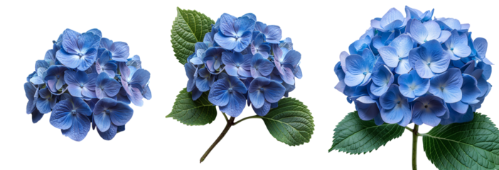 Blue Hydrangea flower PNG. Hydrangea flower isolated. Hydrangea top view PNG. Blue flower flat lay PNG