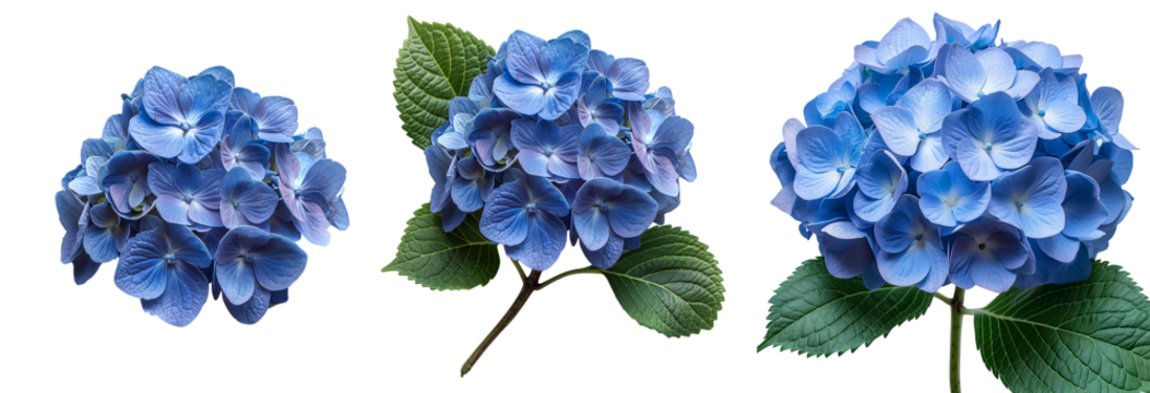 Blue Hydrangea flower PNG. Hydrangea flower isolated. Hydrangea top view PNG. Blue flower flat lay PNG
