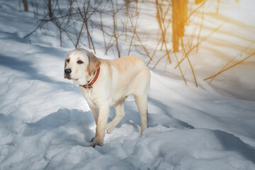 Young labrador observing winter grounds in the nature. - 763254013