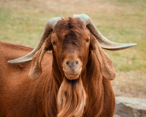 Male Boer goat on a pasture