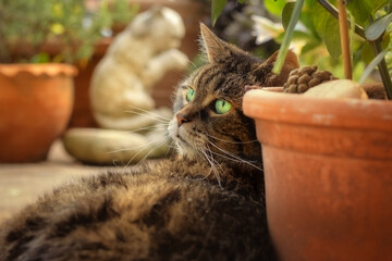 Tabby cat with bright green eyes, leaning against a planting pot in a garden with a cat sculpture in the background