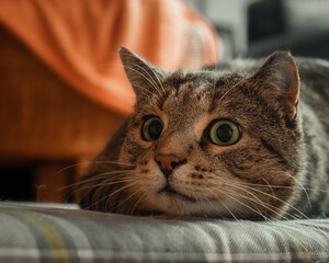 Playful cat lying on a cushion with big excited eyes