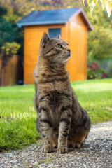 Tabby cat sitting on a garden path with a lawn and a garden shed in the background
