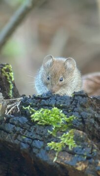 Vertical shot of a house mouse standing on a fallen tree and chewing.