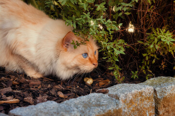 Cat lurking under a shub in a garden