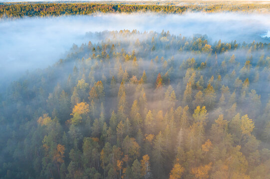 Aerial view of misty forest at sunrise, Karelia, Russia.