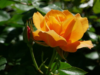 orange rose flower