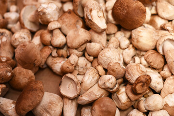 Background from porcini mushrooms. White mushrooms