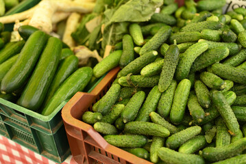 Shop with vegetables. Fresh cucumbers