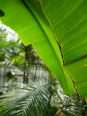 Palm Leaf