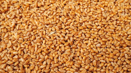 Wheat grains close up