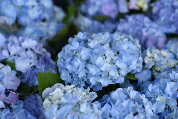 Beautiful flowers. Blue hydrangeas close-up