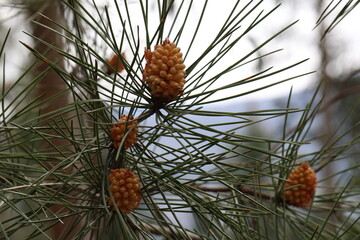 Pinhas em pinheiro pinus no Parque Nacional da Peneda-Gerês, Portugal
