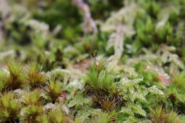 Flor de musgo no Parque Nacional da Peneda-Ger&ecirc;s, Portugal