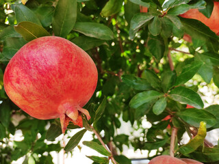 Natural round red pomegranate fruits on the branches of a tree with green leaves