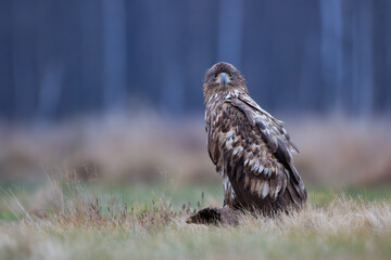 A white-tailed eagle sitting on a fallen stump in a meadow