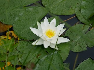 white water lily