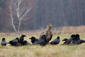 A white-tailed eagle surrounded by ravens in a meadow