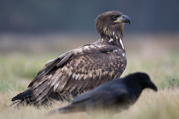 Fototapeta premium A white-tailed eagle and a raven sitting in a meadow
