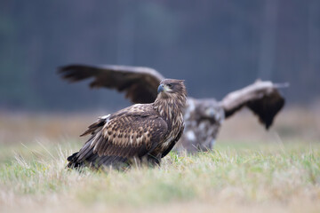 White-tailed eagles on an autumn meadow