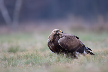 Golden eagle with open beak in the meadow