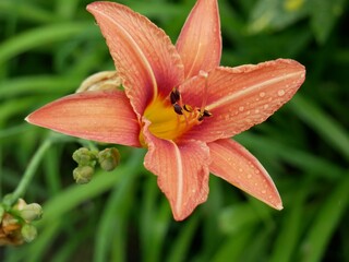 pink lily flower