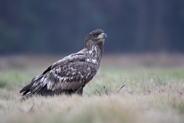 Portrait of a young white-tailed eagle in a meadow