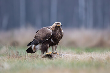 Golden eagle on a log against the background of the forest