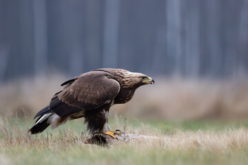 Fototapeta premium Golden eagle on a log against the background of the forest