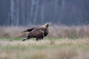 Golden eagle in a meadow against the background of the forest