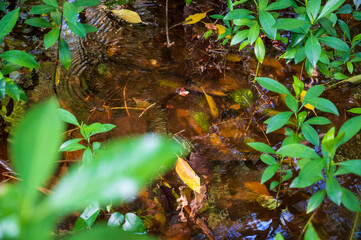 Water in a flooded rainforest. Sunken leaves and green plants in the vicinity.
