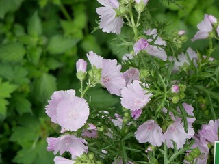 pink flowers in the garden