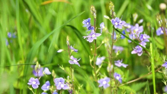 Veronica chamaedrys, the germander speedwell, bird's-eye speedwell, or cat's eyes, is an herbaceous perennial species of flowering plant in the plantain family Plantaginaceae.