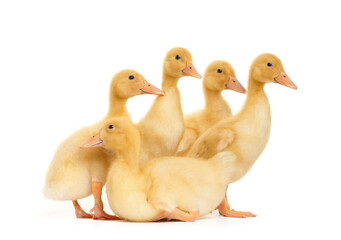 Cute ducklings stand in funny poses on a white background. Little yellow ducklings.
