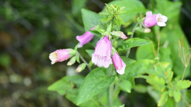 Digitalis purpurea, the foxglove or common foxglove, is a species of flowering plant in the plantain family Plantaginaceae, native to and widespread throughout most of temperate Europe.