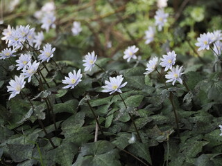 ユキワリイチゲの花 © Tsukamoto Keishi