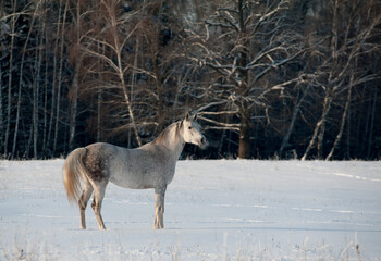 Beautiful arabian horse posing in winter forest - 763262841