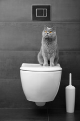 Cute cat sitting on toilet bowl
