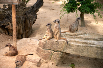 Meerkats' Oasis in the Heart of the Zoo. Enchanting Meerkats. Meerkat: Whimsical Moments in the...