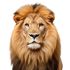 Portrait of a majestic eight-year-old lion with a magnificent mane, isolated on a white background