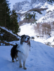 Winter's Companion: Border Collie in Snow