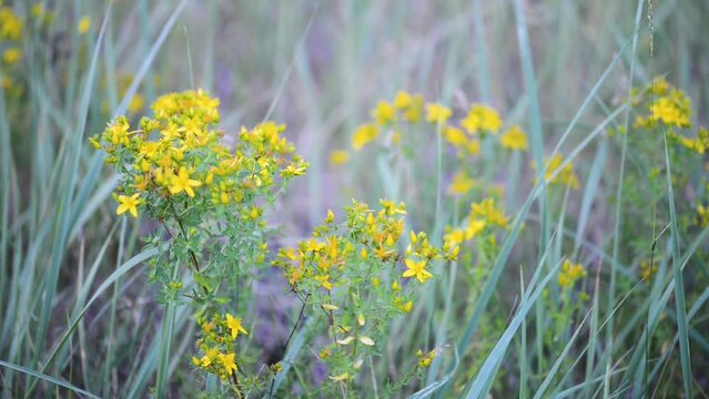 Hypericum perforatum, known as perforate St John's-wort, common Saint John's wort, is a flowering plant in the family Hypericaceae. St. John's wort has been used in alternative medicine.