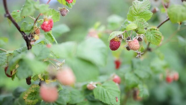 Moving the focus of ripe red raspberry in the garden.
