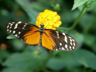 Close up Butterfly No. 1