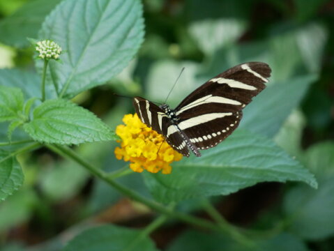 Close up Butterfly No. 7